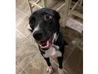 Adopt CHAMP a Black - with White Labrador Retriever / Pointer / Mixed dog in