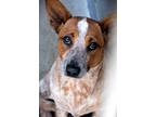 Adopt *WINNIE a Merle Australian Cattle Dog / Mixed dog in Camarillo