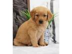 Golden Retrievers puppies both male and female for pet loving families