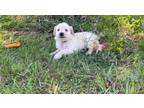 AKC Registered Purebred Golden Retriever Pups For Adoption