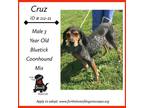 Adopt Cruz a Black - with White Bluetick Coonhound / Mixed dog in New Oxford