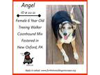 Adopt Angel a Brown/Chocolate - with White Treeing Walker Coonhound / Beagle /