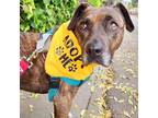 Adopt Cupcake (currently in foster) a Brindle Plott Hound / Mixed dog in Santa