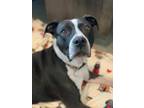 Adopt Queen a Black American Staffordshire Terrier / Mixed dog in Santa Cruz