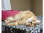 Adopt Priya a Orange or Red Tabby Domestic Longhair (long coat) cat in Walla