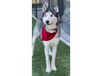 Adopt Fluffy a Husky / Mixed dog in Dalton, GA (32821603)