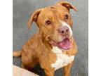 Adopt CODY a Brown/Chocolate - with White American Pit Bull Terrier / Shar Pei /