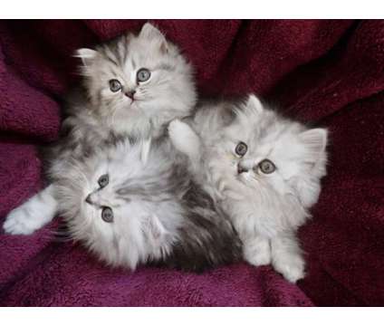 Persian Kittens-Doll Face is a Male Persian Kitten For Sale in Nottingham MD