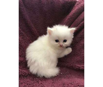 Persian Kittens-Doll Face is a Male Persian Kitten For Sale in Nottingham MD