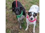 Adopt Diamond & Princess a Whippet, Jack Russell Terrier