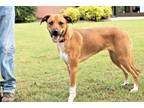 Adopt HAPPY SASSY a Mountain Cur