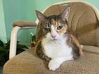 Marble, American Shorthair For Adoption In Greenville, North Carolina