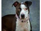 DOMINO American Staffordshire Terrier Adult Male