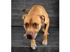 Doogle, Pit Bull Terrier For Adoption In Benbrook, Texas