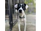 Adopt CP Cujo a Jack Russell Terrier, Mixed Breed