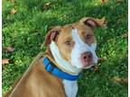 Adopt Willy a Pit Bull Terrier, Mixed Breed