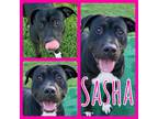 Adopt Sasha a Staffordshire Bull Terrier