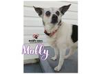 Adopt Molly a Rat Terrier