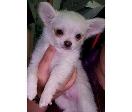 Chihuahua puppies- 2 males 11 weeks is a Male Chihuahua Puppy For Sale in Billerica MA