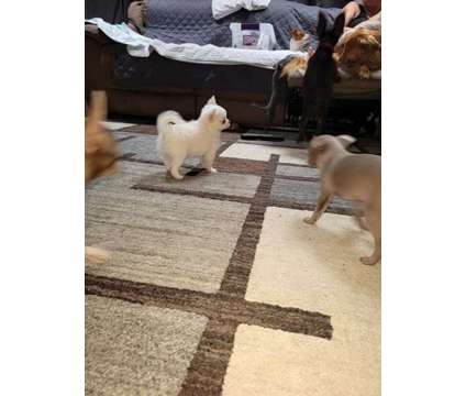Chihuahua puppies- 2 males 11 weeks is a Male Chihuahua Puppy For Sale in Billerica MA