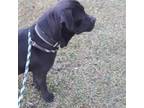 Adopt Black Betty a Black Cane Corso / Labrador Retriever / Mixed dog in