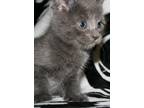 Adopt Pebble - I am A Russian Blue a Gray or Blue Domestic Shorthair / Mixed
