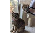 Adopt Jan and Luna a Gray, Blue or Silver Tabby Domestic Shorthair (short coat)