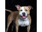 Bluto American Staffordshire Terrier Adult Male