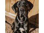 Adopt Preston a Black - with White Great Dane / Mixed dog in Marble Falls