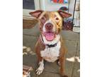 Adopt Peaches a Brown/Chocolate - with White Pointer / Mixed Breed (Medium) /