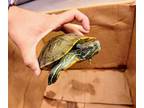 Adopt GUCCI a Turtle - Water / Mixed reptile, amphibian, and/or fish in