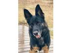 Adopt Samuel a Black German Shepherd Dog / Mixed dog in Elkhorn, WI (32830502)