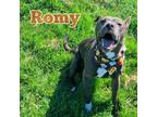 Adopt romy a Black Terrier (Unknown Type, Small) / Shar Pei / Mixed dog in