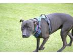 Adopt TIANA a Black - with White American Staffordshire Terrier / Shar Pei /