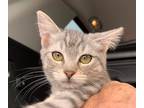 Adopt Smokey a Gray, Blue or Silver Tabby American Shorthair (short coat) cat in