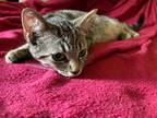 Adopt Criminal a Brown Tabby Domestic Shorthair (short coat) cat in Fort Wayne