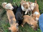 Adopt WINNEBAGO PUPPIES-URGENT FOSTERS NEEDED!!! a Australian Cattle Dog / Mixed