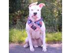 Adopt Parker a White Terrier (Unknown Type, Small) / Boxer / Mixed dog in