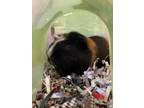 Adopt Cornelius a Black Guinea Pig / Guinea Pig / Mixed small animal in