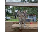 Bailey, Domestic Shorthair For Adoption In Abbeville, South Carolina