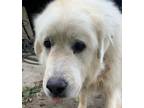 Adopt George- Senior - Lover a Great Pyrenees
