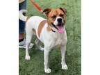 Adopt Moochie a Boxer / Mixed Breed (Medium) / Mixed dog in Dalton