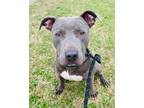 Adopt PUP a Gray/Silver/Salt & Pepper - with White American Pit Bull Terrier /