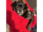 Adopt LOVE a Black - with White Pug / Pomeranian / Mixed dog in Agoura Hills