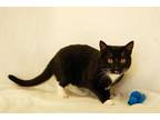 Adopt Mack a All Black Domestic Shorthair / Domestic Shorthair / Mixed cat in