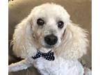 Adopt Quincy a Poodle