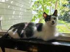 Adopt Uconn a Black & White or Tuxedo American Shorthair (short coat) cat in