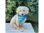 Adopt Mozart a Poodle (Miniature) / Mixed dog in Pacific Grove, CA (32886432)