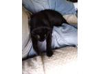 Adopt Bunny a All Black Bombay (short coat) cat in DARLINGTON, PA (32884463)