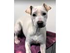 Adopt Luana a White Shar Pei / Mixed dog in Rio Rancho, NM (32882174)